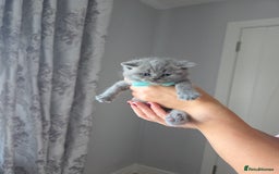 British Shorthair cats for sale: BRITISH SHORTHAIR KITTENS  - Image 17