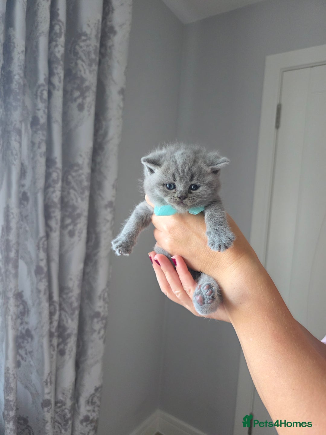 British Shorthair cats for sale: BRITISH SHORTHAIR KITTENS  - Image 17