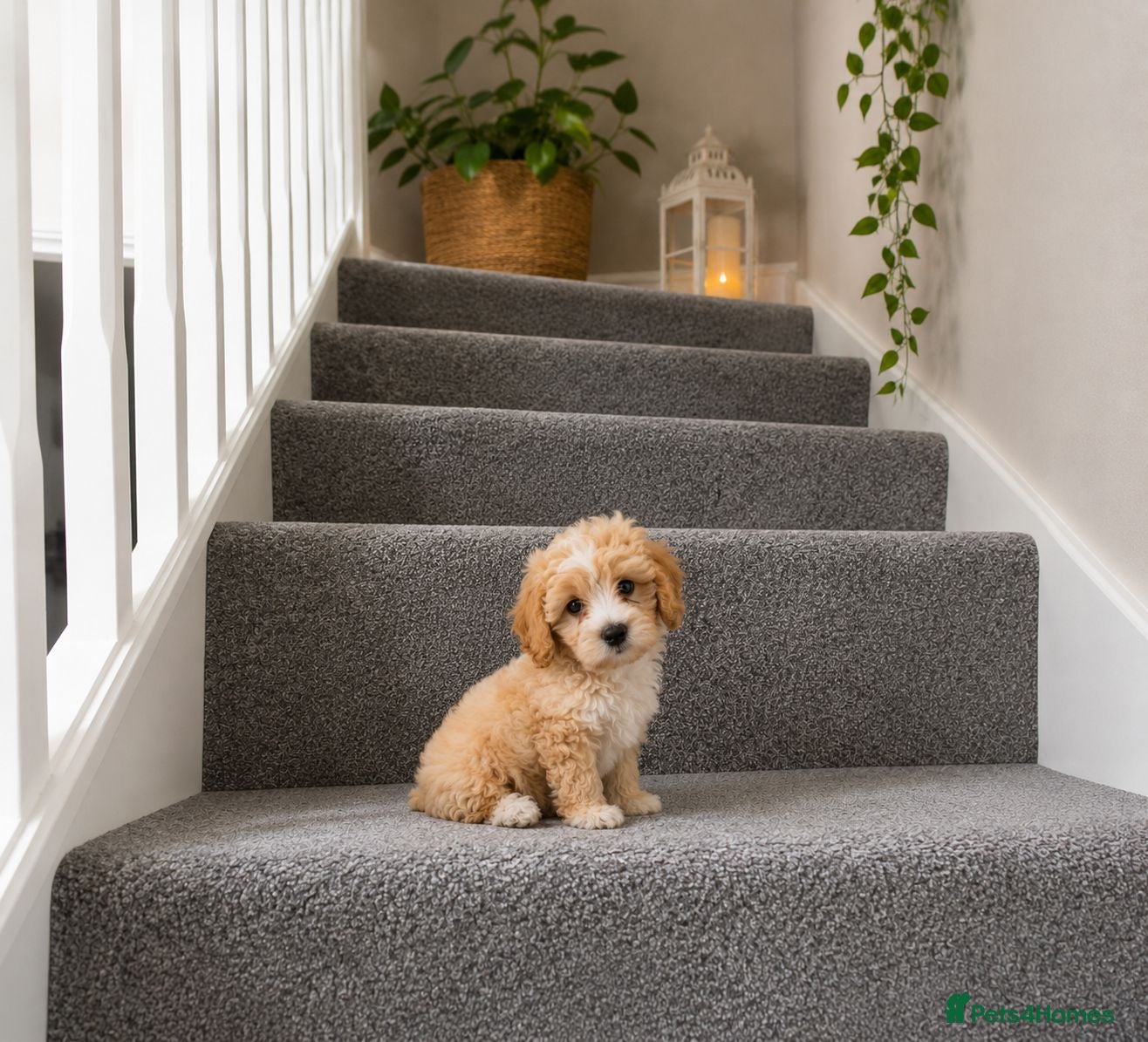 Maltipoo dogs 🐶Amazing Asian Maltipo puppies  - Advert 1