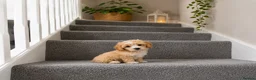Maltipoo dogs for sale: 🐶Amazing Asian Maltipo puppies  - Advert 3