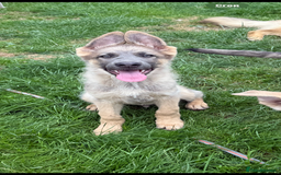 German Shepherd dogs for sale: Outstanding mixed litter of confident GSD pups  - Image 1