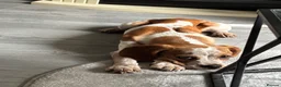 Mixed Breed dogs for sale: 6 month old pup  - Advert 10