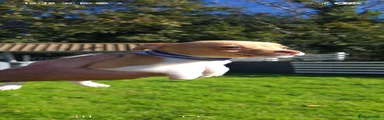 Jack Russell 3