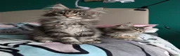 Maine Coon cats for sale: GCCF Maine Coon Kittens  - Advert 11