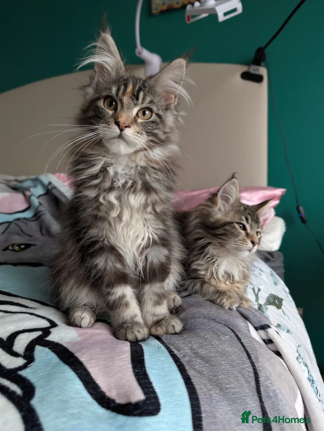 Maine Coon cats for sale: GCCF Maine Coon Kittens  - Advert 11