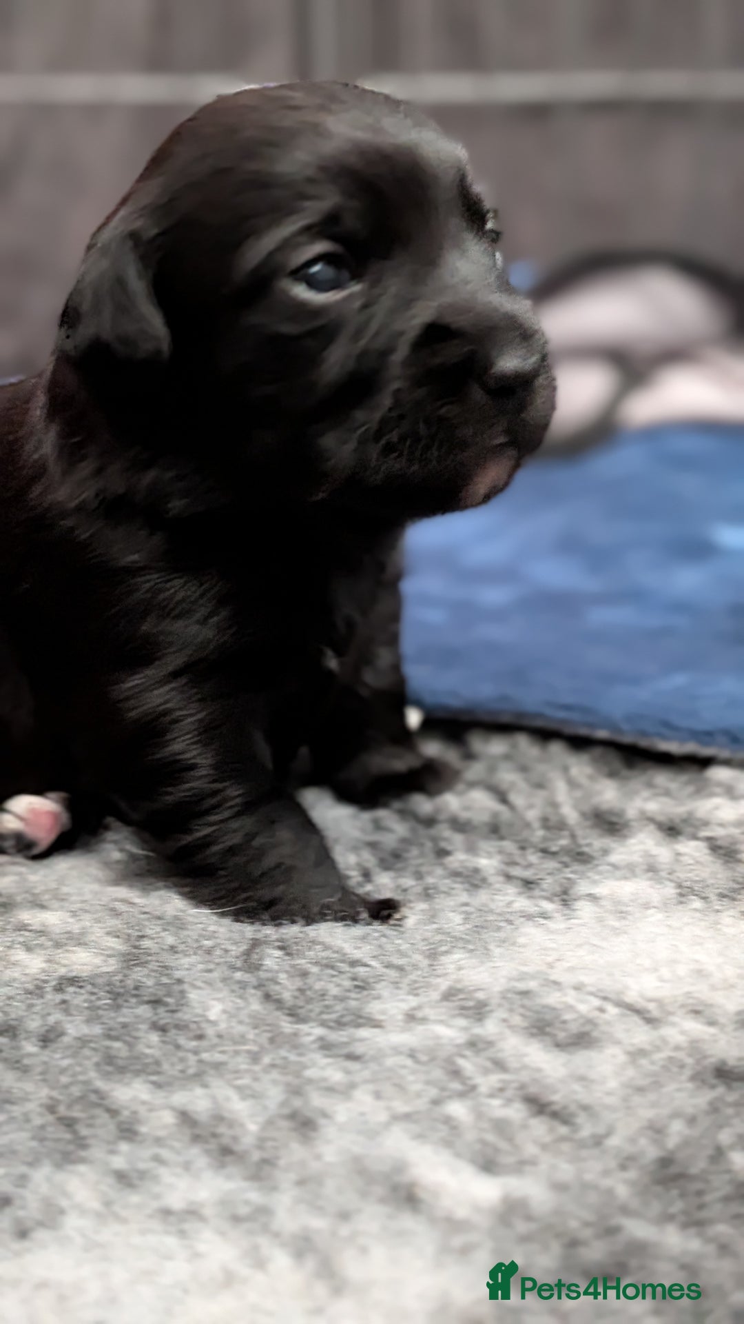 Mixed Breed dogs for sale: Puppies: Cocker Spaniel/Jack Russell  - Advert 6