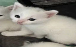 Mixed Breed cats for sale: Adorable Kittenss Ready For Reservation - Image 4