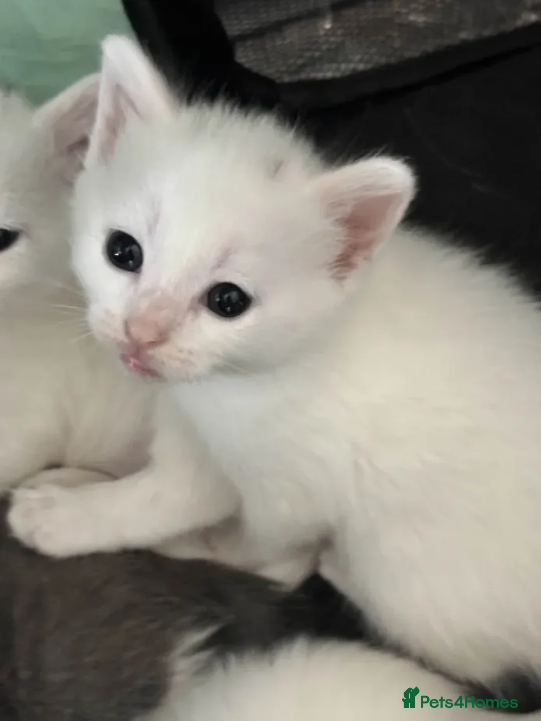 Mixed Breed cats for sale: Adorable Kittenss Ready For Reservation - Image 4