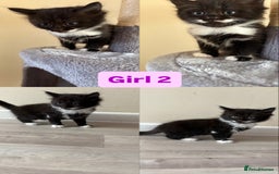 Domestic Shorthair cats for sale: Black and White Fluffy Kittens - Image 9