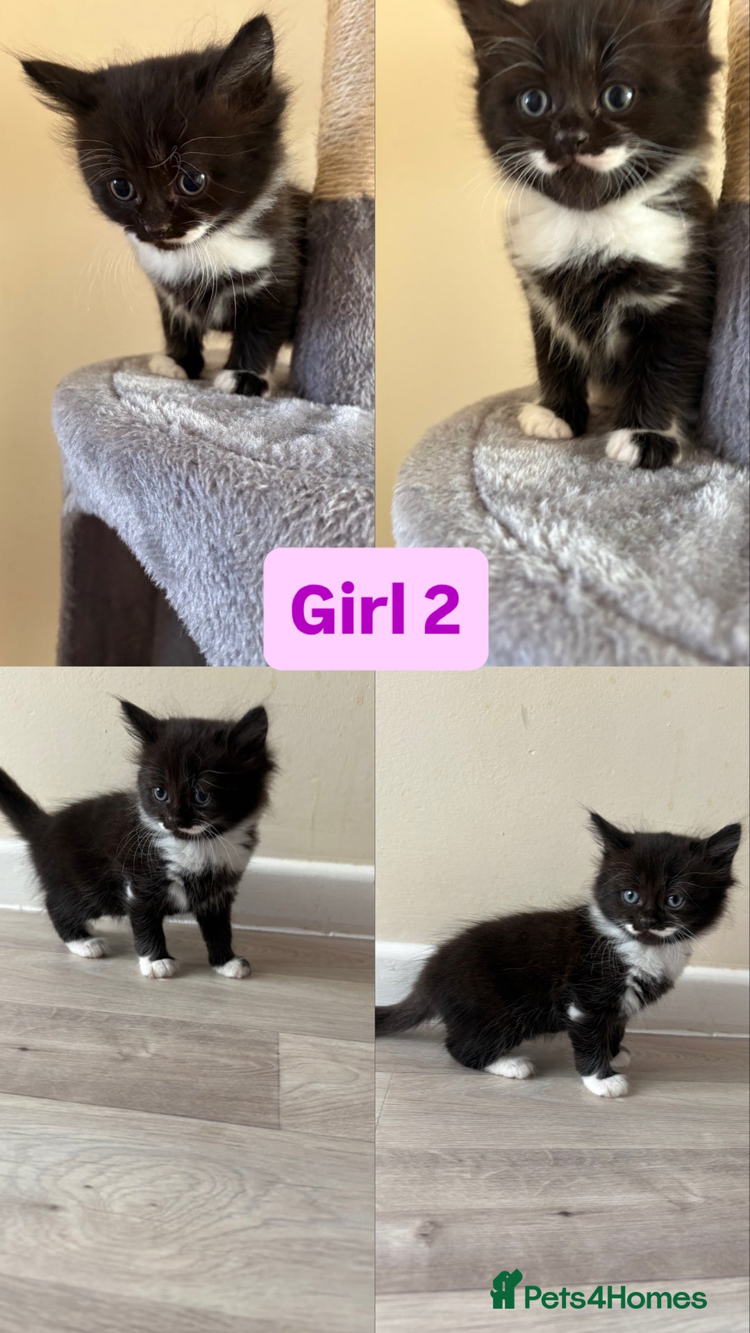 Domestic Shorthair cats for sale: Black and White Fluffy Kittens - Image 9