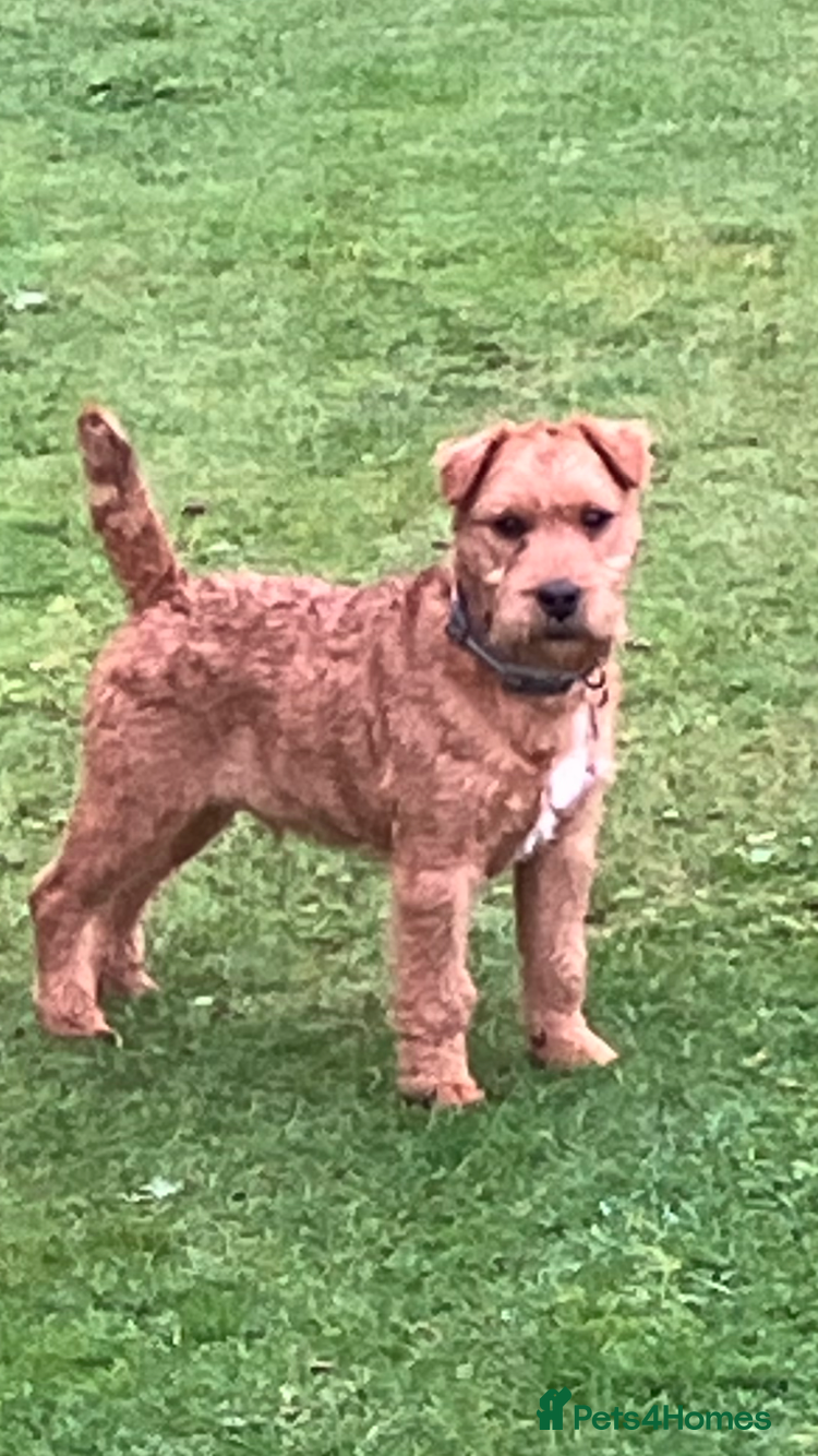 Lakeland Terrier dogs Lakeland terrier  - Advert 1