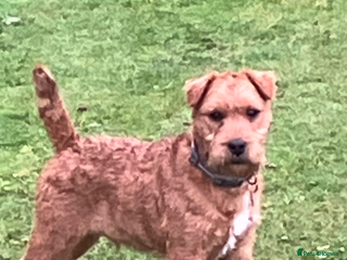 Lakeland Terrier dogs Lakeland terrier - Advert 15