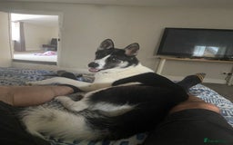 Huskita dogs for sale: Loving and affectionate Huskita  - Image 2