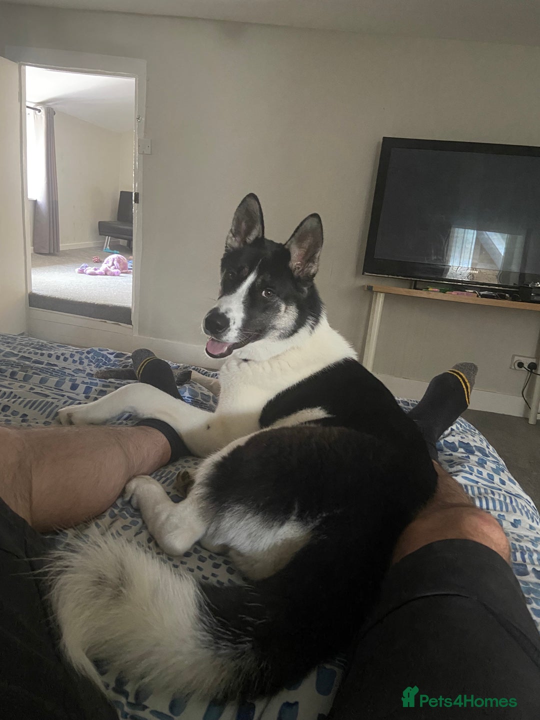 Huskita dogs for sale: Loving and affectionate Huskita  - Image 2