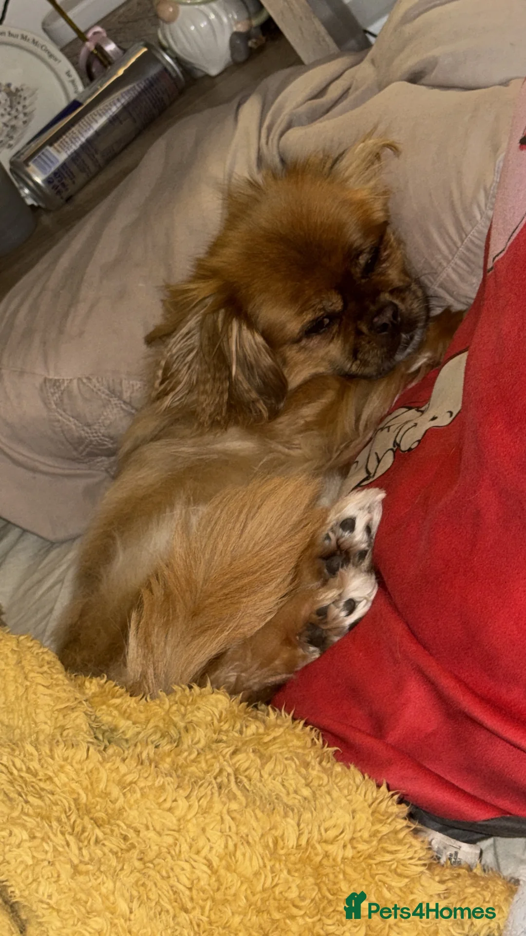 Mixed Breed dogs for sale: Dog for sale  in Ripley - Advert 4
