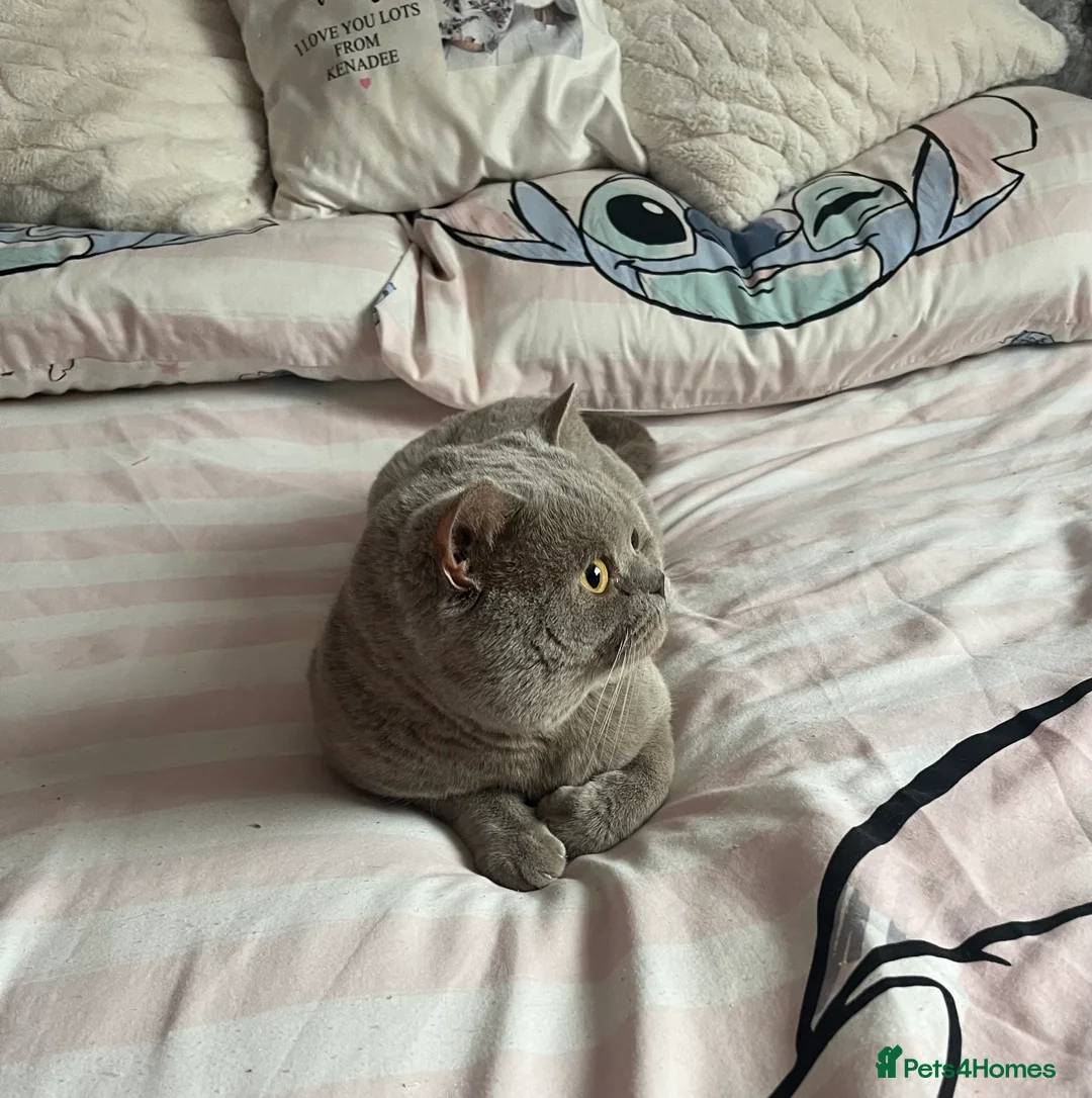 British Shorthair cats for sale: Beautiful 6 week old female bsh - Advert 14