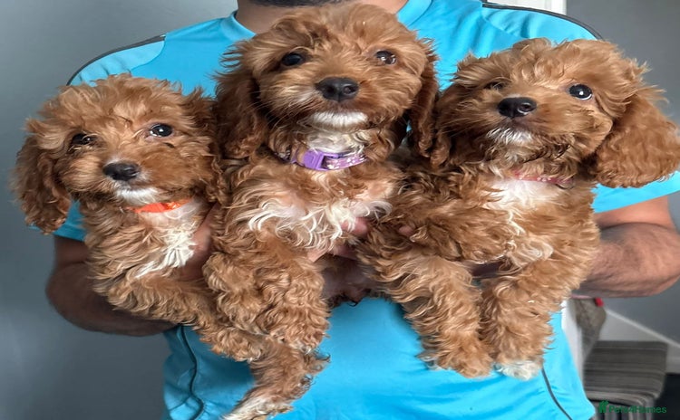 Cockapoo dogs - Advert 2