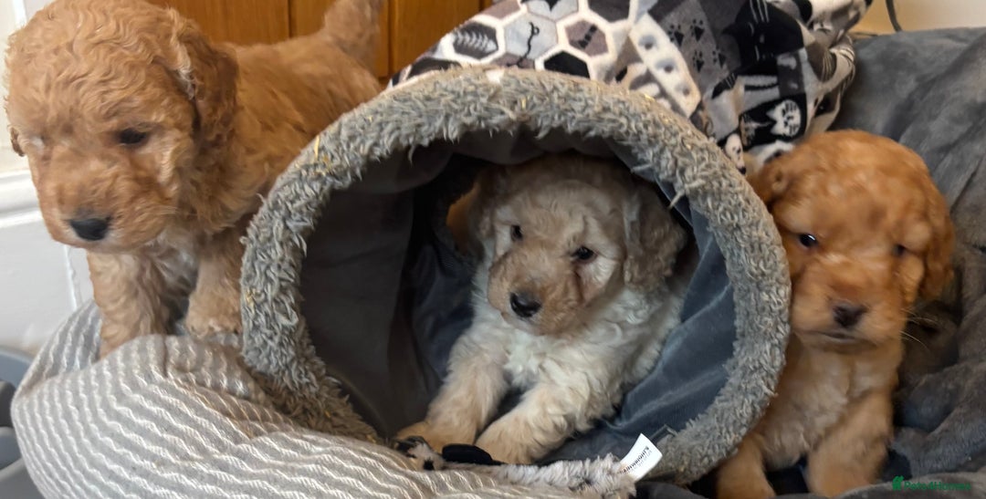 Cockapoo dogs for sale: Cockapoo Puppies – Well Socialised and beautiful  - Advert 20