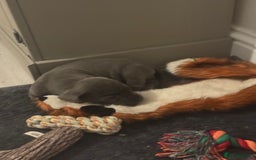 Cane Corso dogs for sale: Beautiful Cane Corso puppies for sale  - Image 16