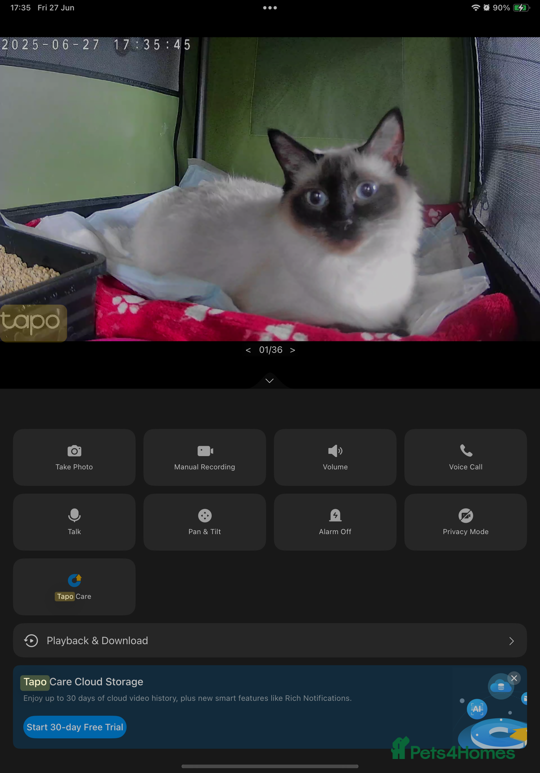 Persian cats for sale: Stunning litter of five female Perdolls - Advert 13