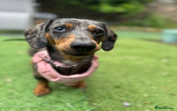 Miniature Dachshund dogs for sale: Loving Foster Home Wanted for My Loving Dachshund - Image 2