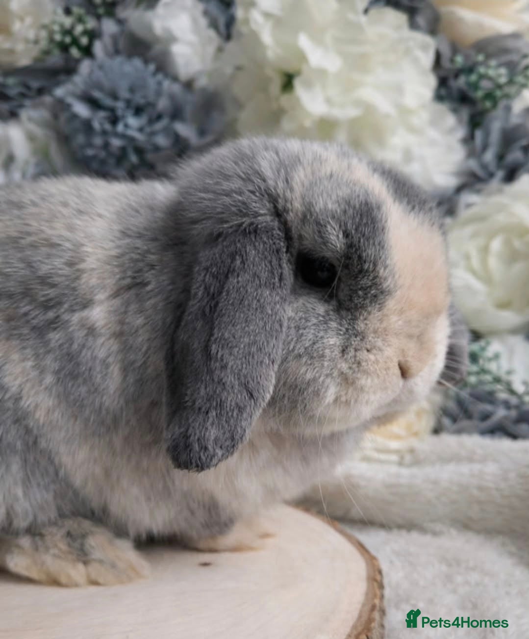 Mini Lop rabbits Beautiful blue harli doe PET HOME ONLY - Advert 3