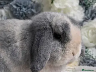 Mini Lop rabbits Beautiful blue harli doe PET HOME ONLY - Advert 3