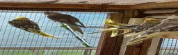 Cockatiels birds for sale: Cockatiels for sale £80 each - Advert 3