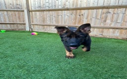 German Shepherd dogs for sale: Female German Shepherd - working line - Advert 35