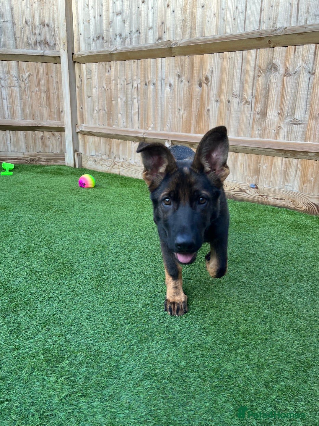 German Shepherd dogs for sale: Female German Shepherd - working line - Advert 35