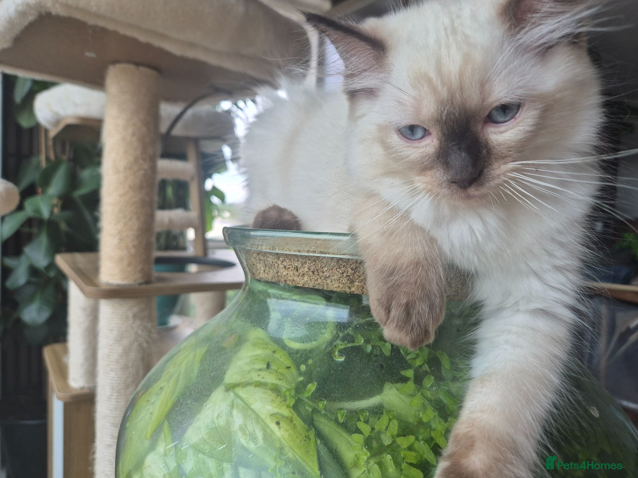 Ragdoll cats Last kitten left 💕 Beautiful ragdoll GCCF & TICA - Advert 1