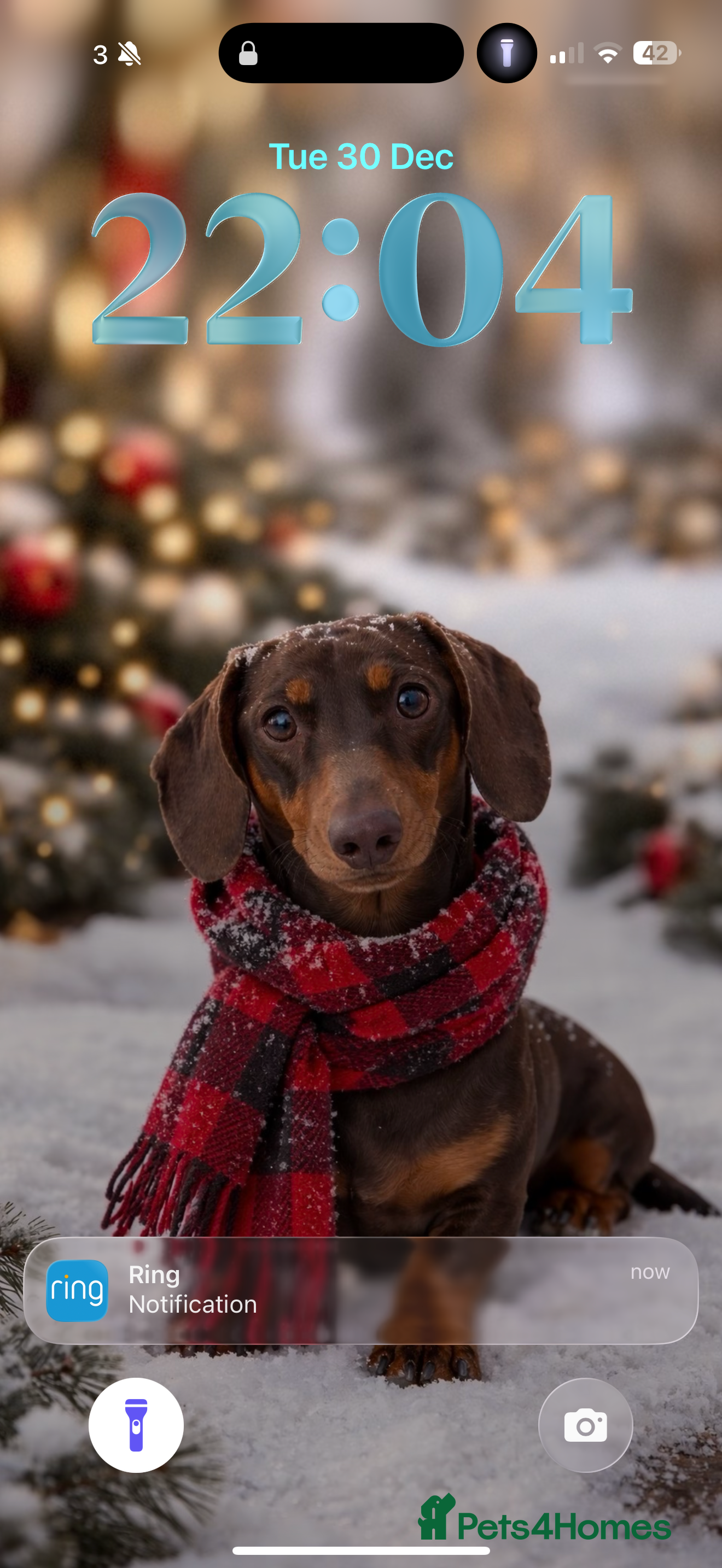 Miniature Dachshund dogs Miniature dachshund male for stud  - Advert 1