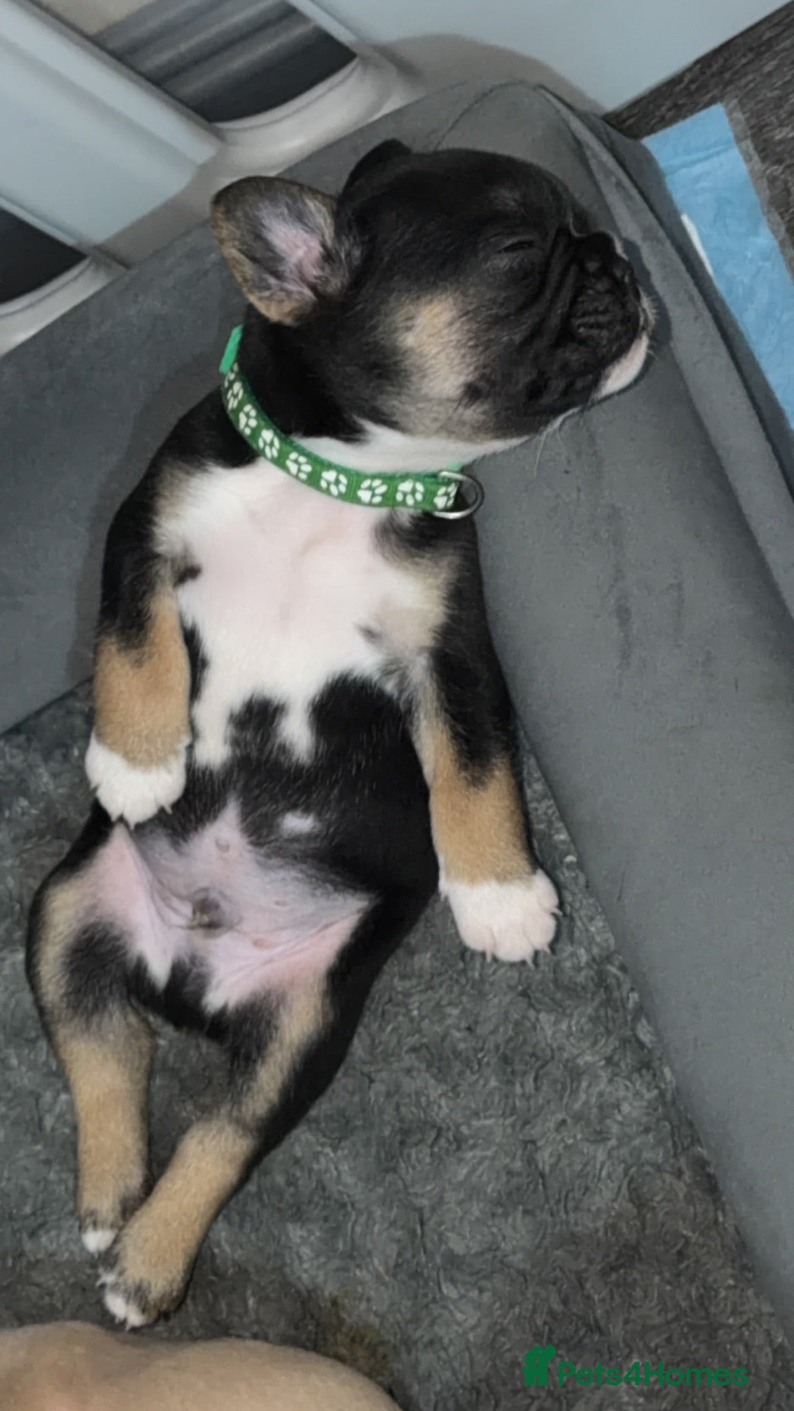 French Bulldog dogs Gorgeous French bulldog puppies  - Advert 17