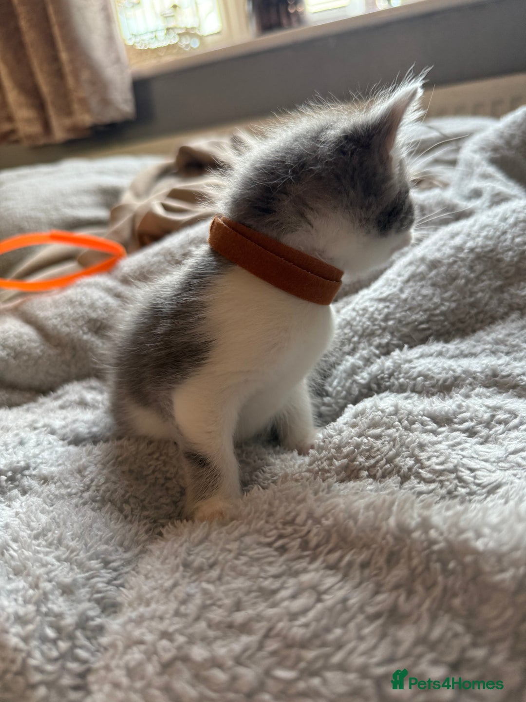 Maine Coon cats for sale: 4 gorgeous girl cats  - Image 4