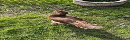 Ducks poultry for sale: Chocolate Muscovy Drake in Tonbridge - Advert 3