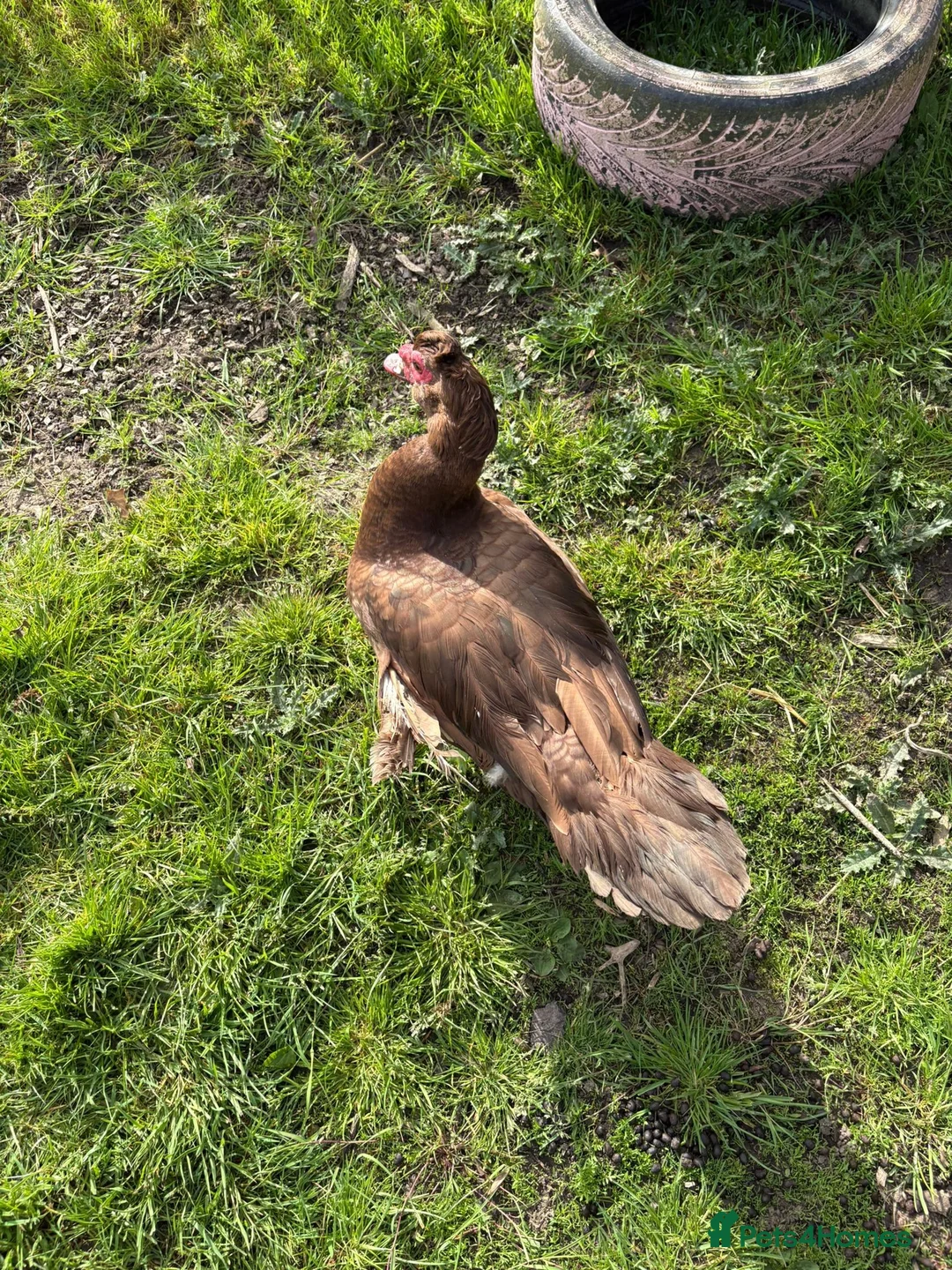 Ducks poultry for sale: Chocolate Muscovy Drake in Tonbridge - Advert 3