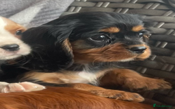 Cavalier King Charles Spaniel dogs for sale: Cavalier King Charles pups - Image 18