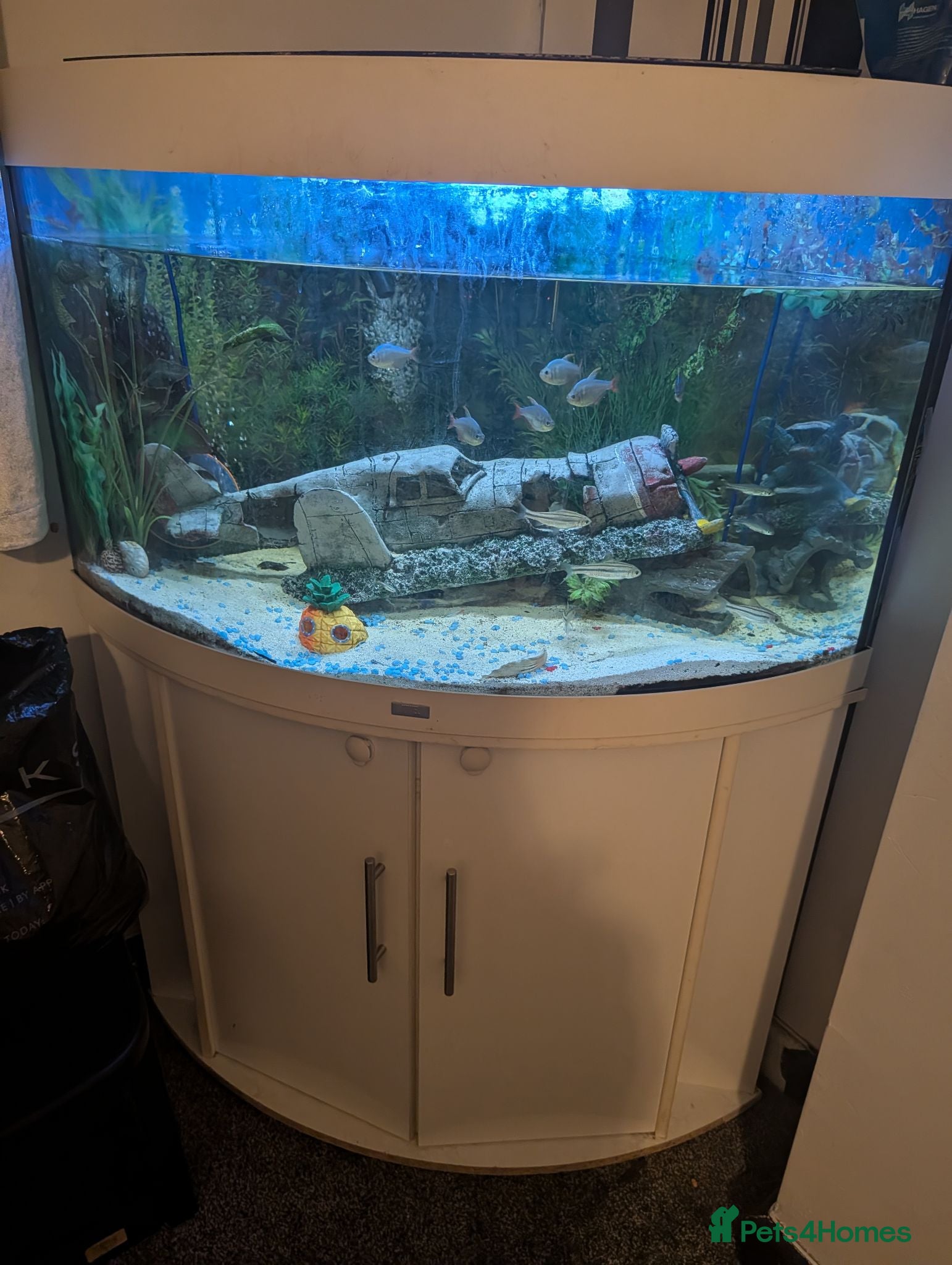 Tetras fish FISH TANK FISH AND SETUP  - Advert 5