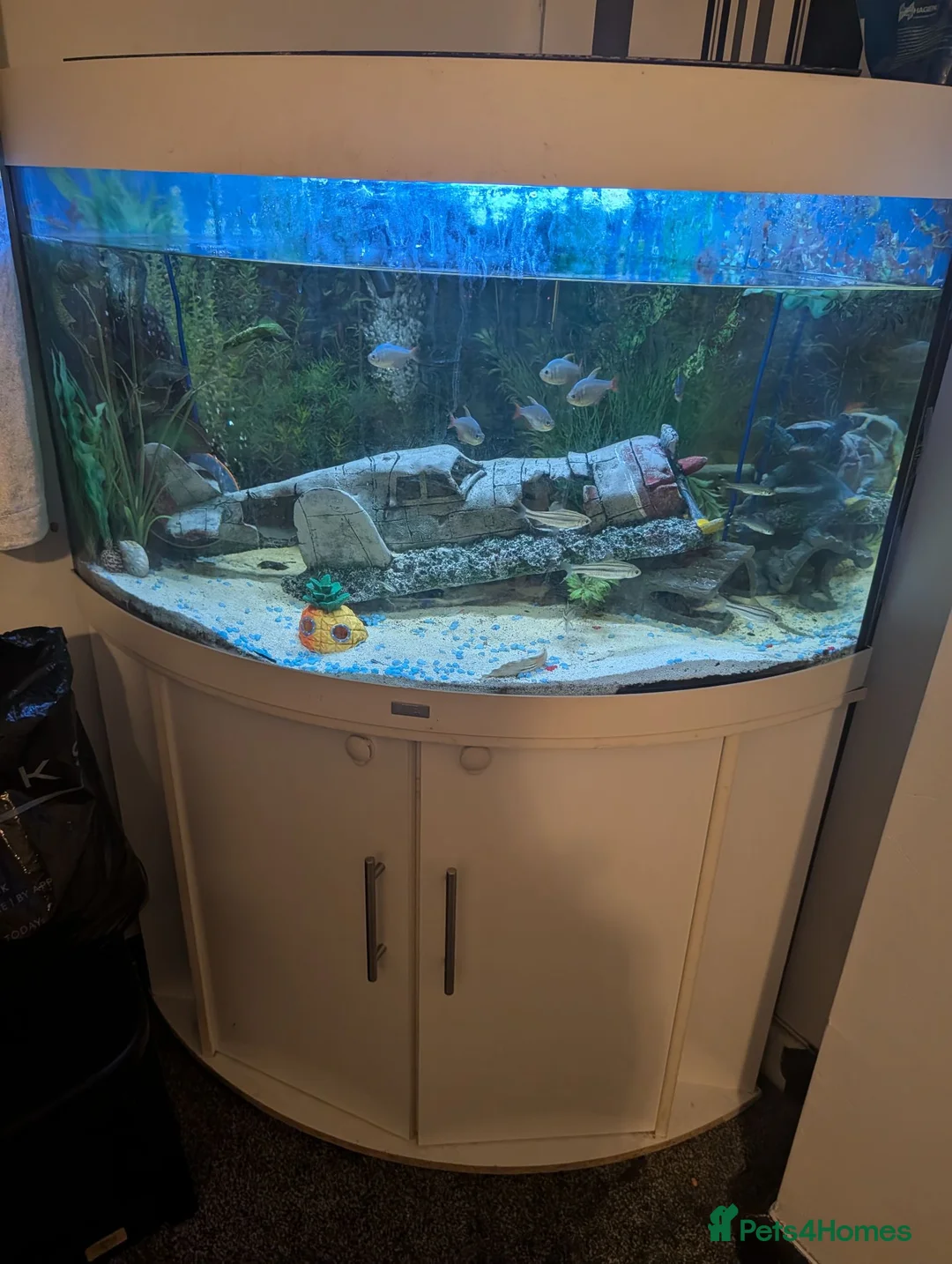 Tetras fish for sale: FISH TANK FISH AND SETUP  in Halesowen - Advert 1