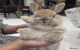 Netherland Dwarf rabbits for sale: Gorgeous Netherland Dwarf Rabbits 6 left 🐰 - Image 24