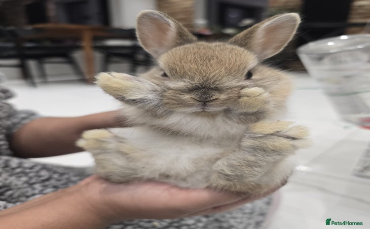 Netherland Dwarf rabbits - Advert 1