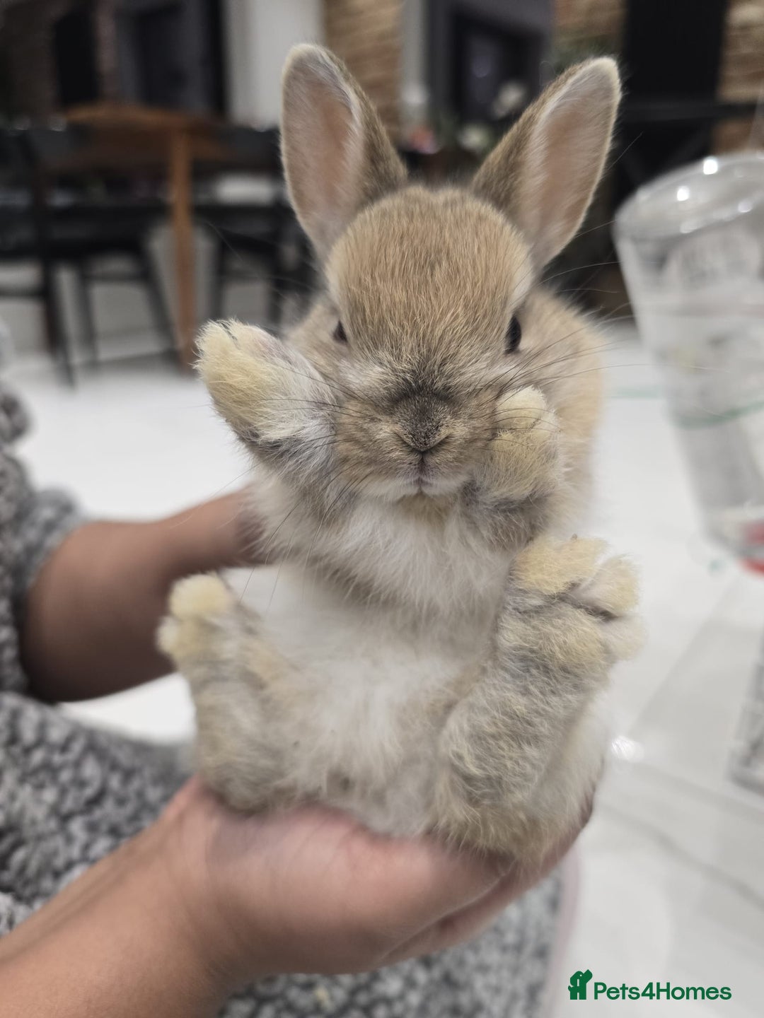 Netherland Dwarf rabbits for sale: Gorgeous Netherland Dwarf Rabbits 6 left 🐰 - Image 24