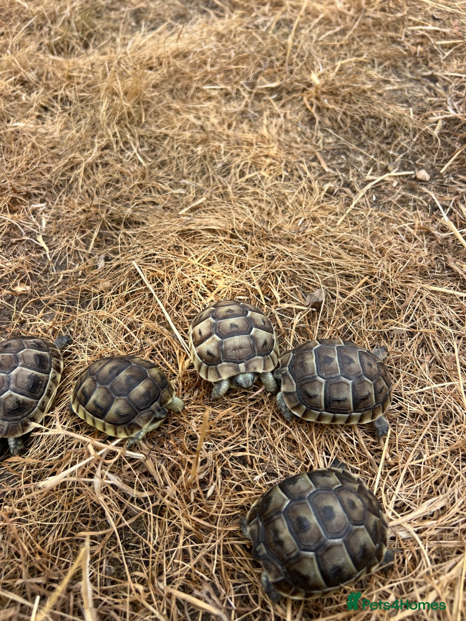 Tortoise reptiles Uk Bred Spur thighed tortoises  - Advert 2