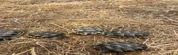 Tortoise reptiles for sale: Uk Bred Spur thighed tortoises  - Advert 2