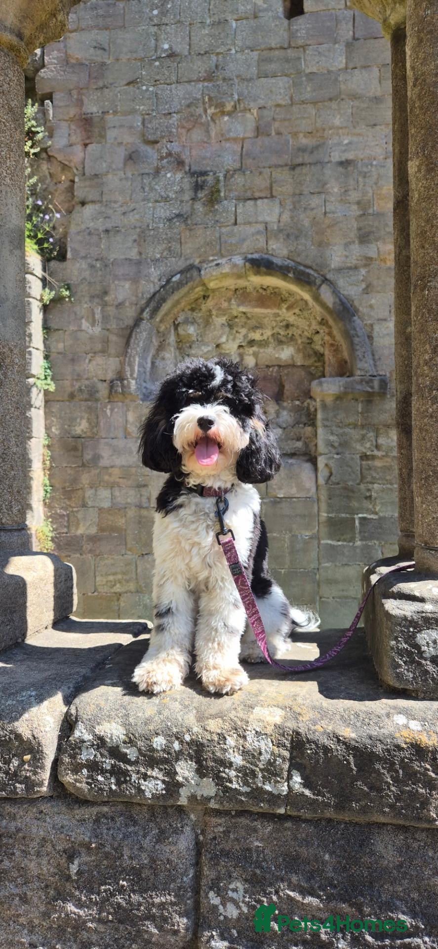 Cavapoo dogs for sale: Waiting List is now open! - Advert 3