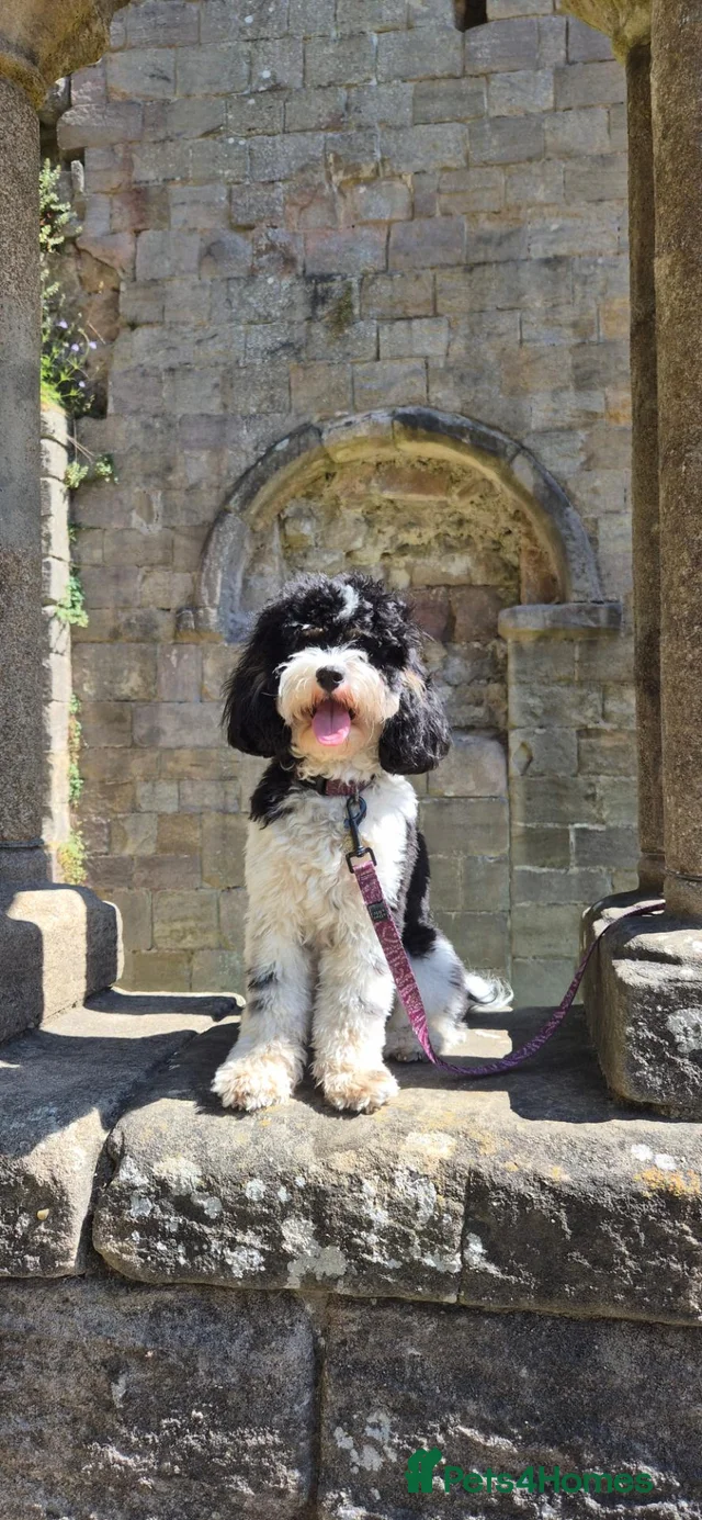Waiting List is now open! for sale in Wirral | Pets4Homes