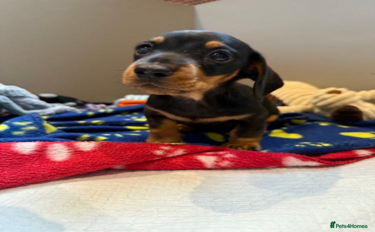 Miniature Dachshund dogs - Advert 12