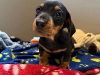 Miniature Dachshund dogs - Advert 22