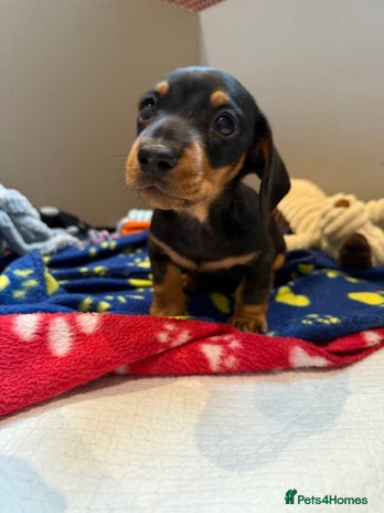 Miniature Dachshund dogs - Advert 2