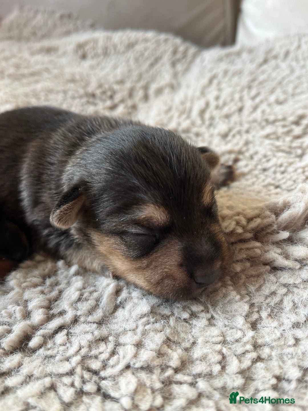 Jack Russell dogs for sale: Jack Russel puppies - Advert 13